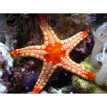Морская звезда Фромия (Fromia monilis)
