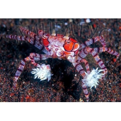 Краб анемоновый помпоновый (Lybia tesselata)