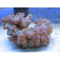 Лисий коралл (Nemenzophyllia turbida)