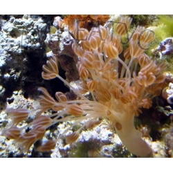 Пульсирующий коралл (Xenia)