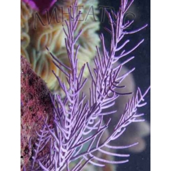 Горгонария фиолетовая (Muriceopsis flavida)