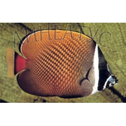 Бабочка пакистанская (Chaetodon collare)