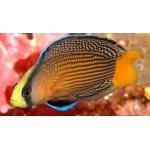 Псевдохромис роскошный (Pseudochromis splendens)