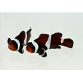 Клоун оцеллярис черный (Amphiprion ocellaris black)