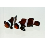 Клоун оцеллярис черный (Amphiprion ocellaris black)