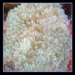 Актиния пузырчатая  (Entacmea quadricolor colored)