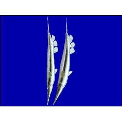 Кривохвостка обыкновенная (Морская уточка) Aeoliscus strigatus