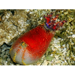 Голотурия морское яблоко (Pseudocolochirus tricolor)