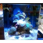 Квадратный морской аквариум (куб)