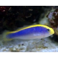 Псевдохромис желтоспинный (Pseudochromis flavivertex)